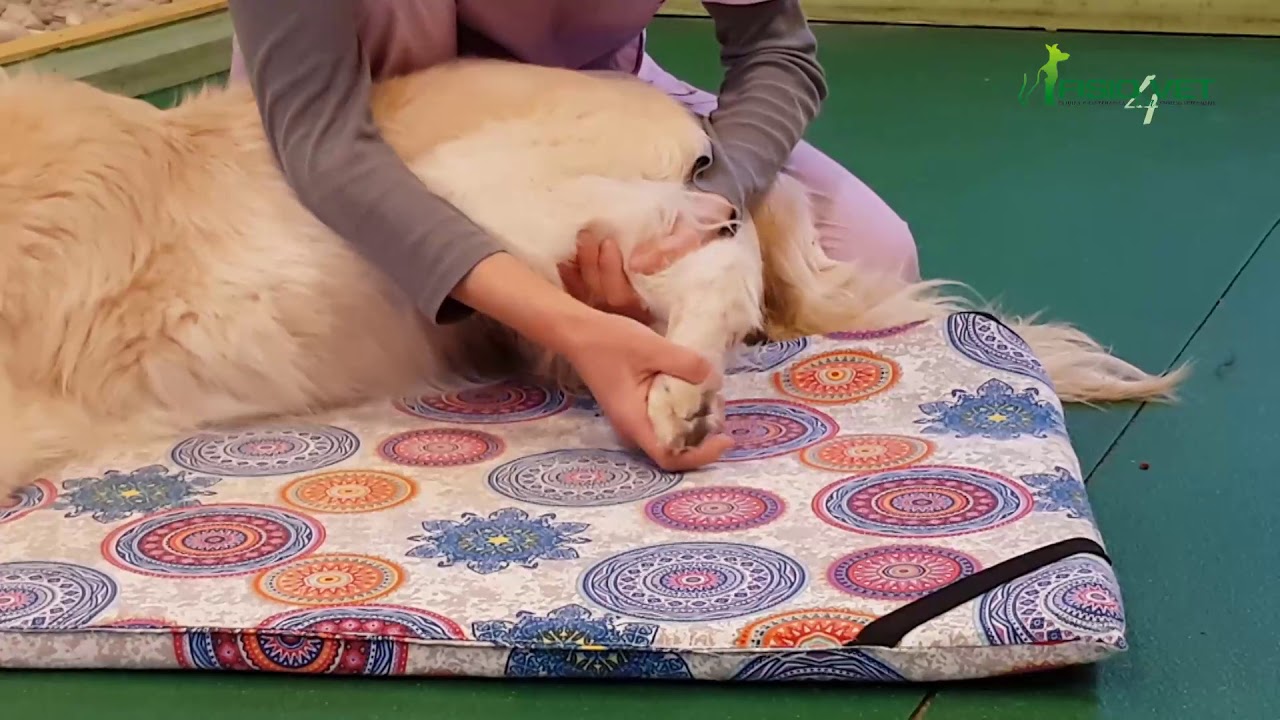 Fisioterapia per il cane: movimenti articolari per mantenerlo in forma mentale e fisica anche a casa
