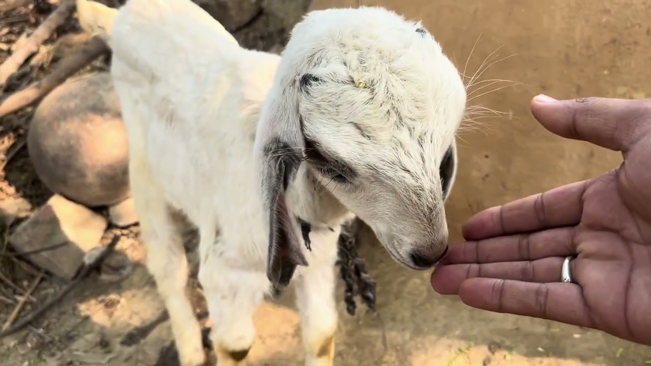 Visit village life with me… peaceful nature, fresh air, and happy animals at my nani ka ghar😊🌾🐄