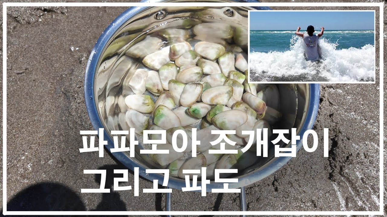 파파모아 조개잡이 그리고 파도 Shellfishing in Papamoa and the waves