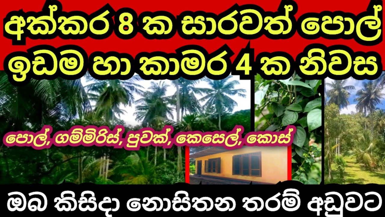 අක්කර 8 ක පොල් ඉඩම හා නිවස ඔබ කිසිදා නොසිතන මුදලකට | Coconut land | Pol idam | House for sale | Land
