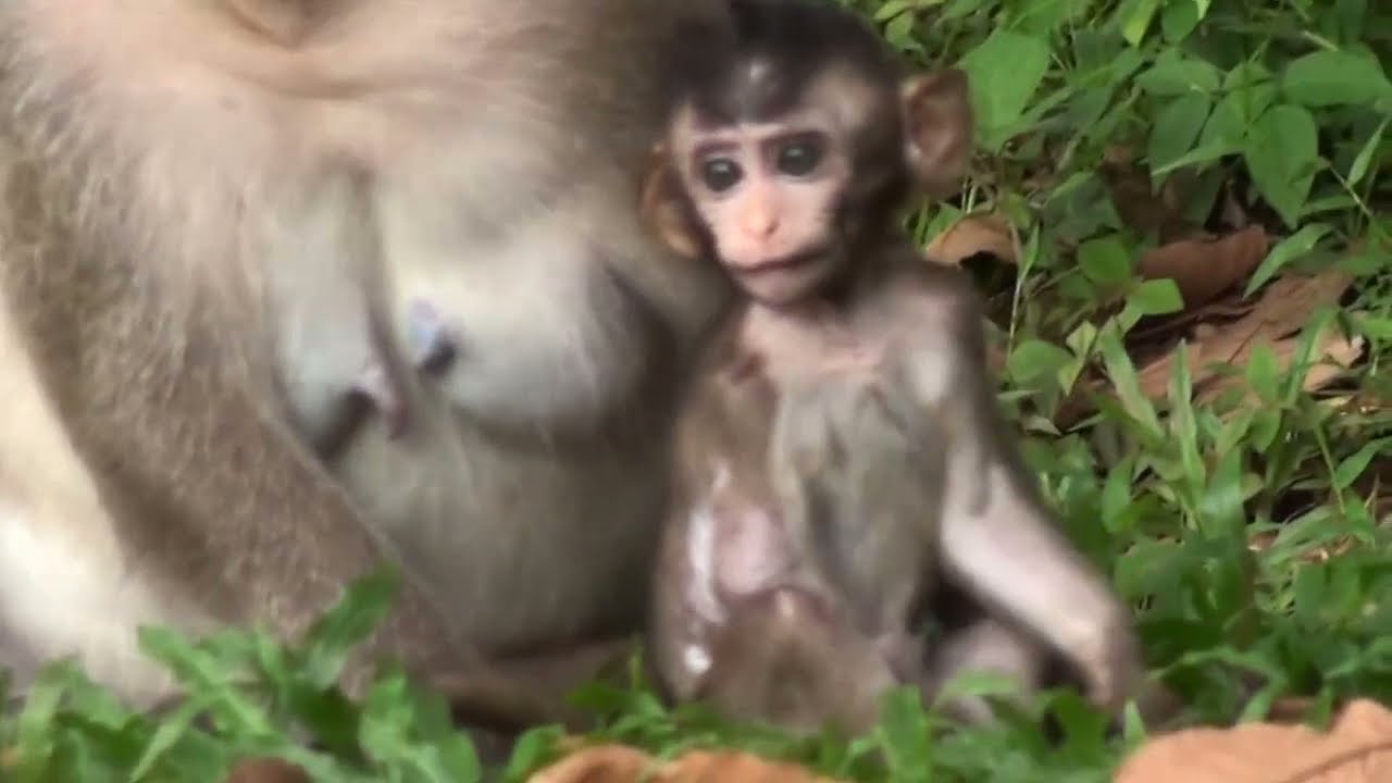 Pity baby monkey with Mom in forest |D&W Wildlife.