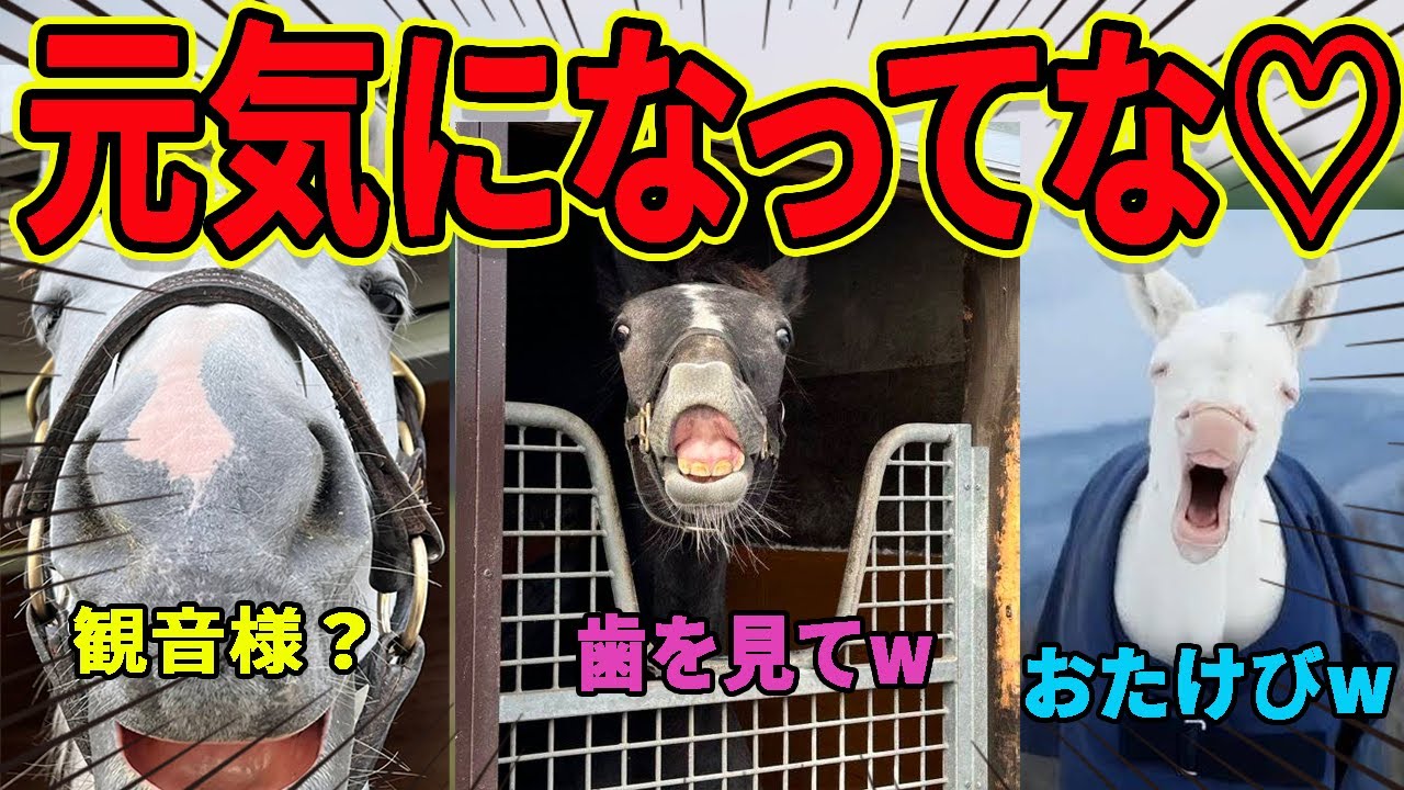 【必見】競馬界が荒れてるこんな時だからこそ元気になる写真を見よう‼に対するみんなの反応集【競馬の反応集】