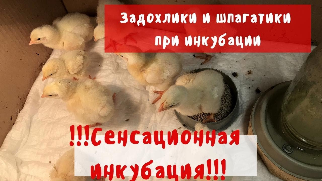 Задохлики и шпагаты при инкубации. Сенсационная инкубация)