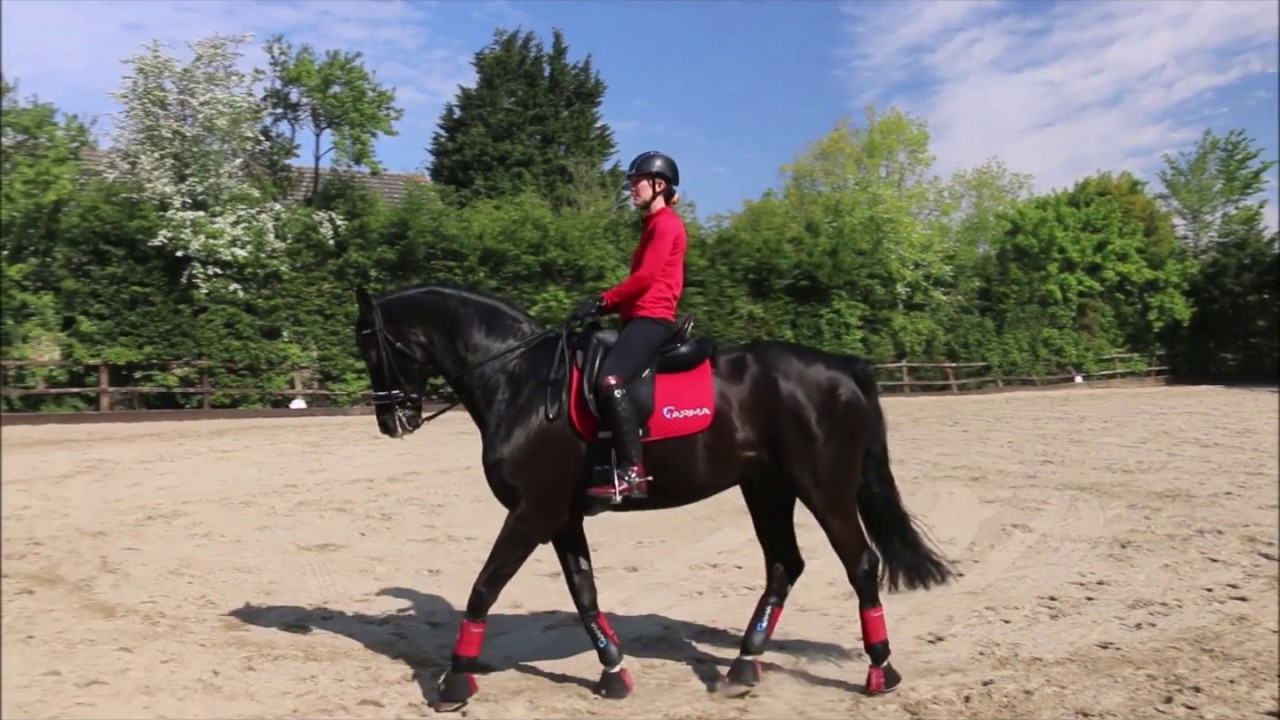 Teaching piaffe - Half steps- Dressage Training