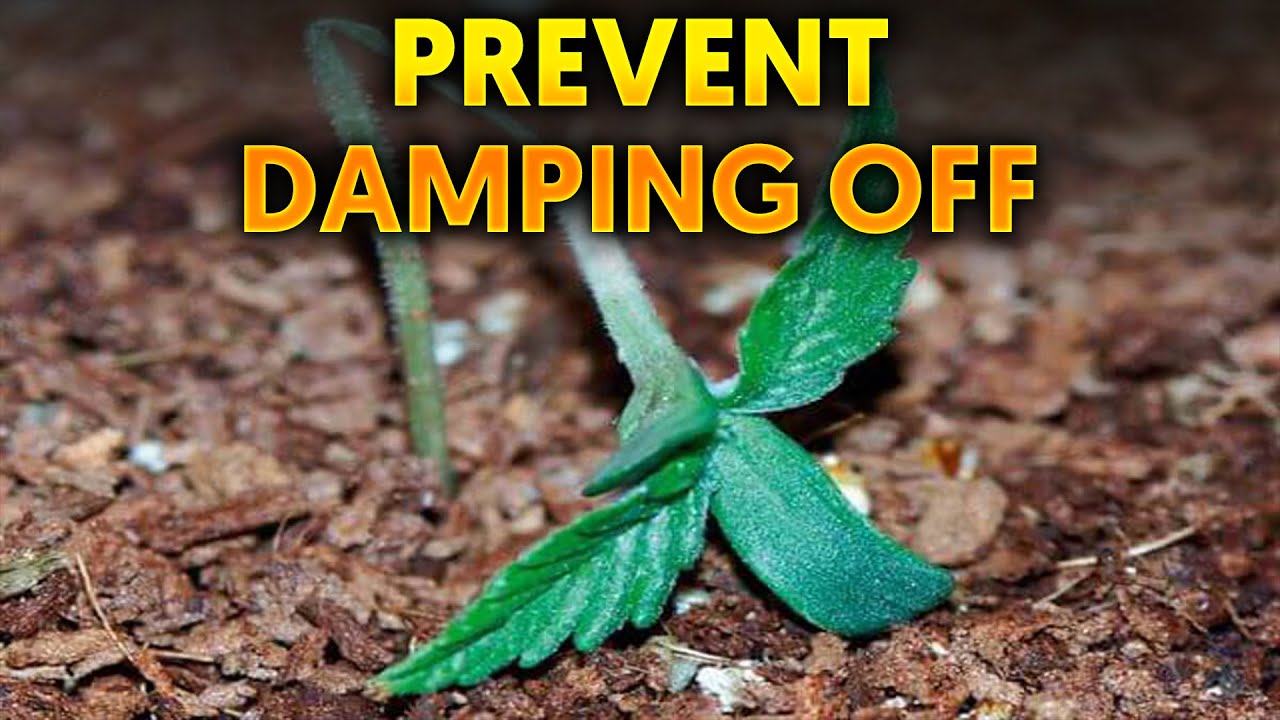 What's Killing Your Seedlings!? Damping off Disease Prevention Tips