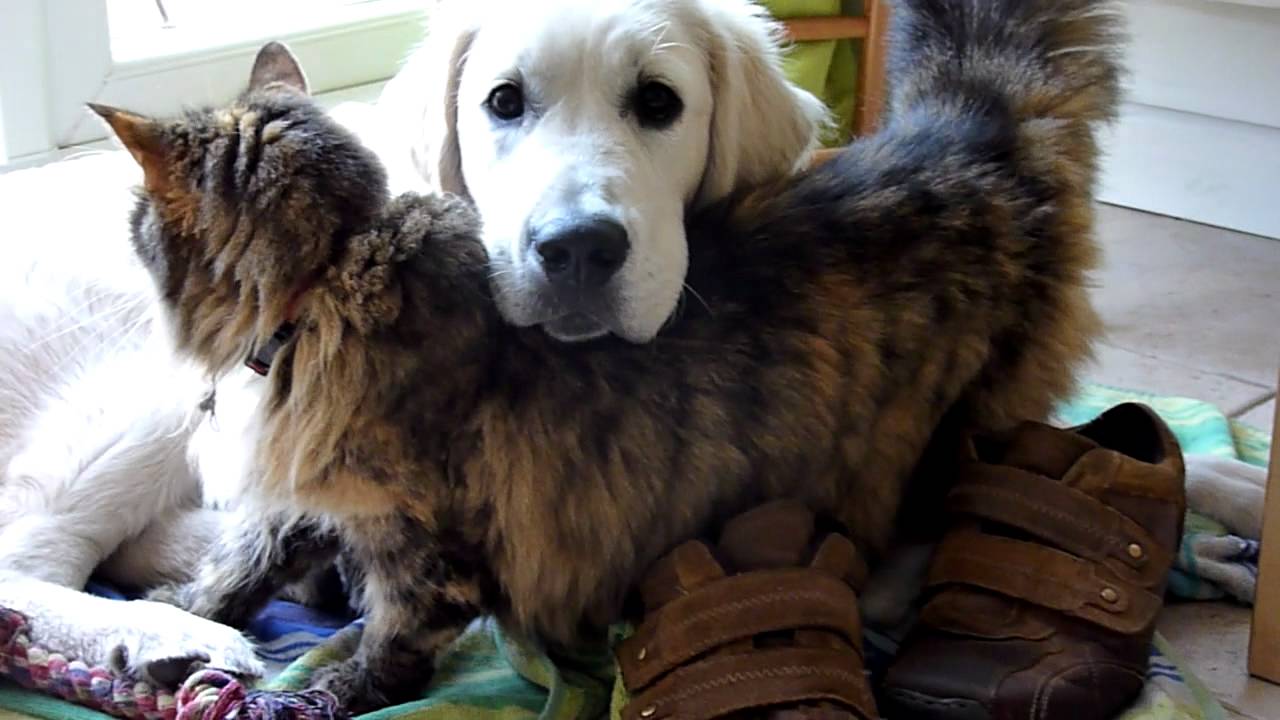 Cat loves cutest golden retriever puppy