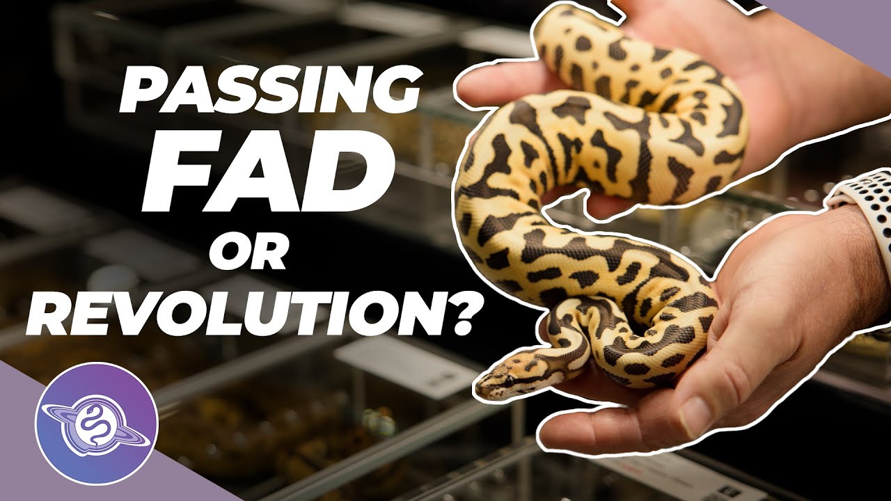Ball Python TRENDS in Spring 2025 | All American Reptile & Plant Expo | #ballpython #snake #reptiles