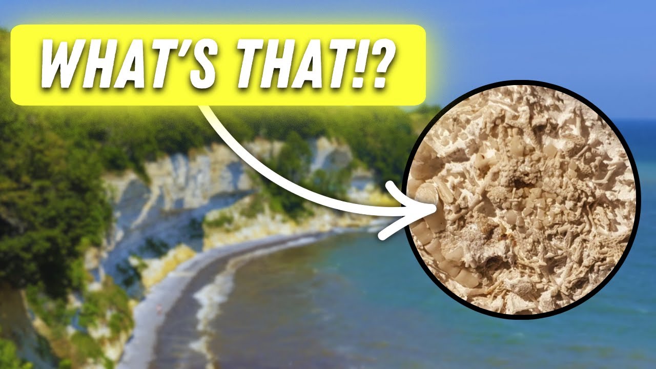 Scientists Discover the most Bizarre Fossil on the Coast of Denmark