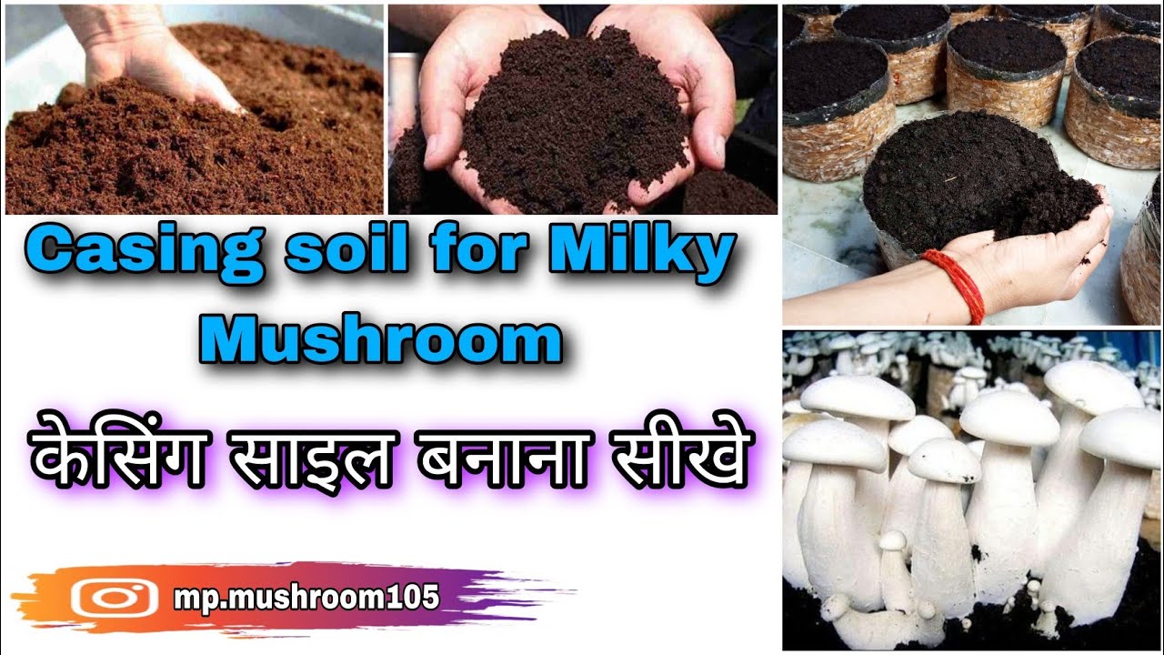 How to prepare casing soil for milky mushroom/process of casing soil/ MP Mushroom/2023