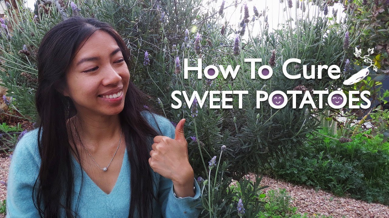 How To Cure Sweet Potato (Make them sweet)