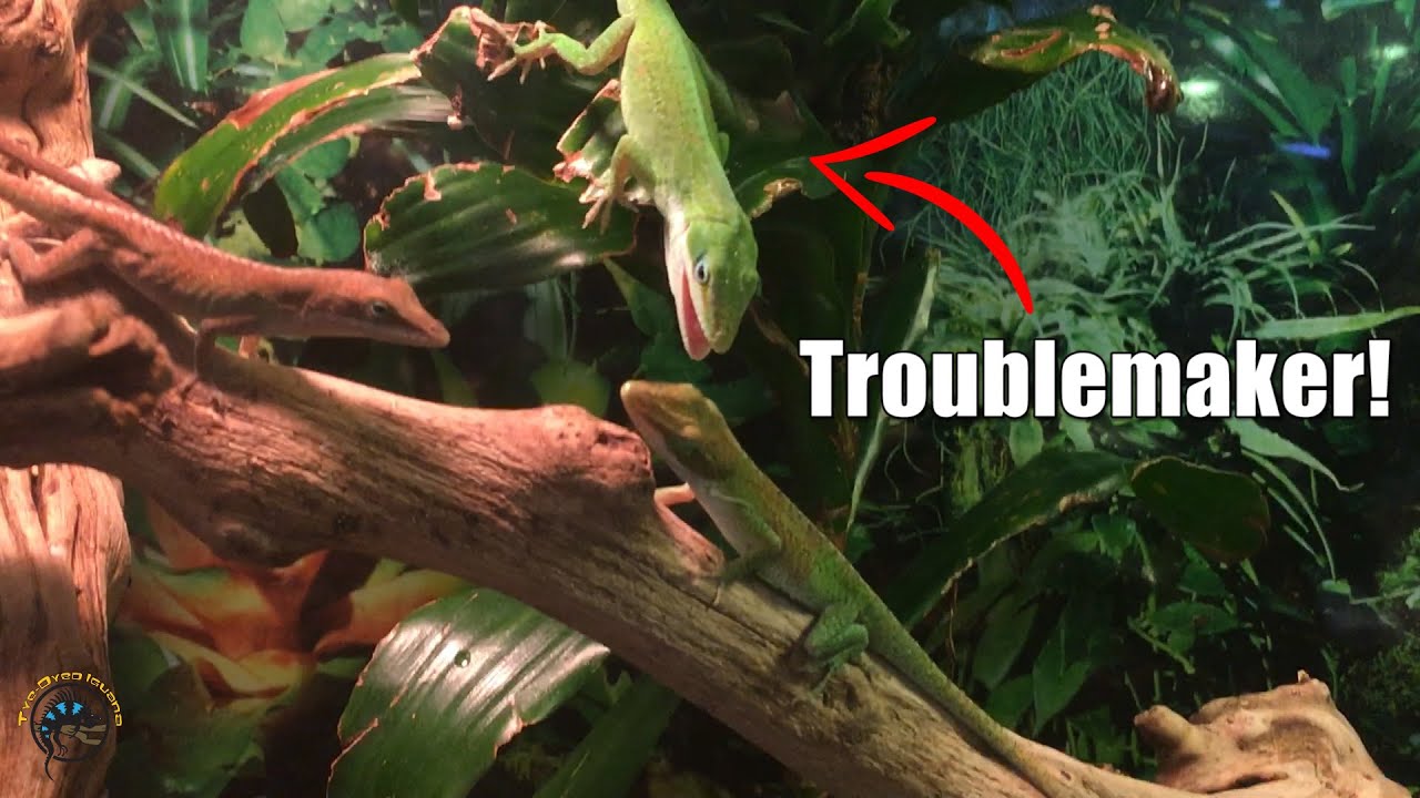 Drama in the Green Anole Tank! 🦎