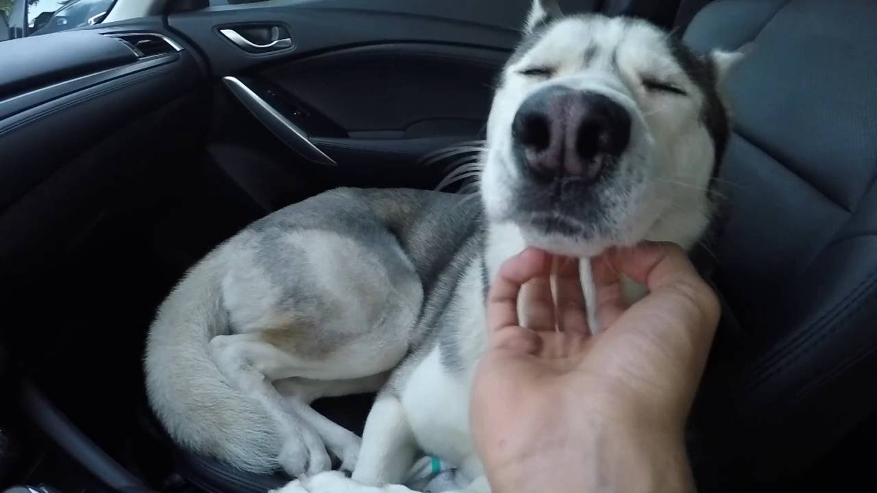 Gohan Falls Asleep in the Car With Head Rubs!