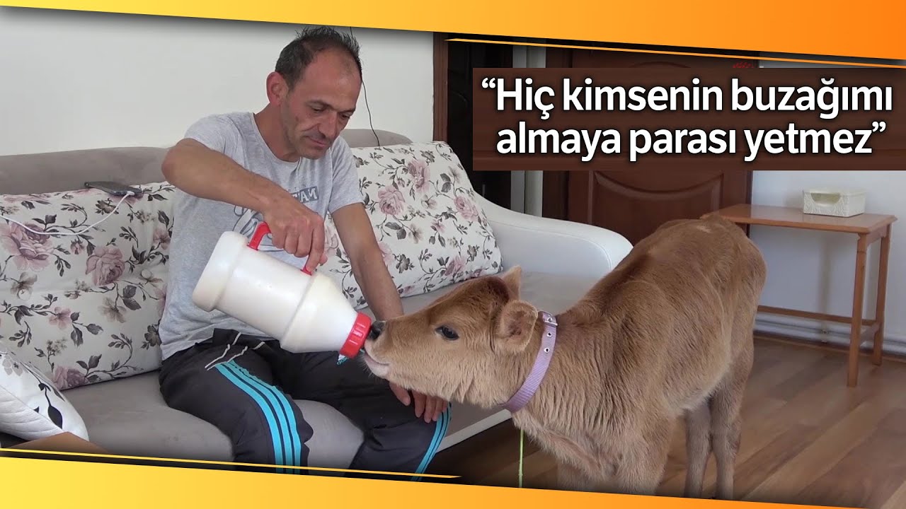 Buzağısını 5'inci Kattaki Evinde Besliyor