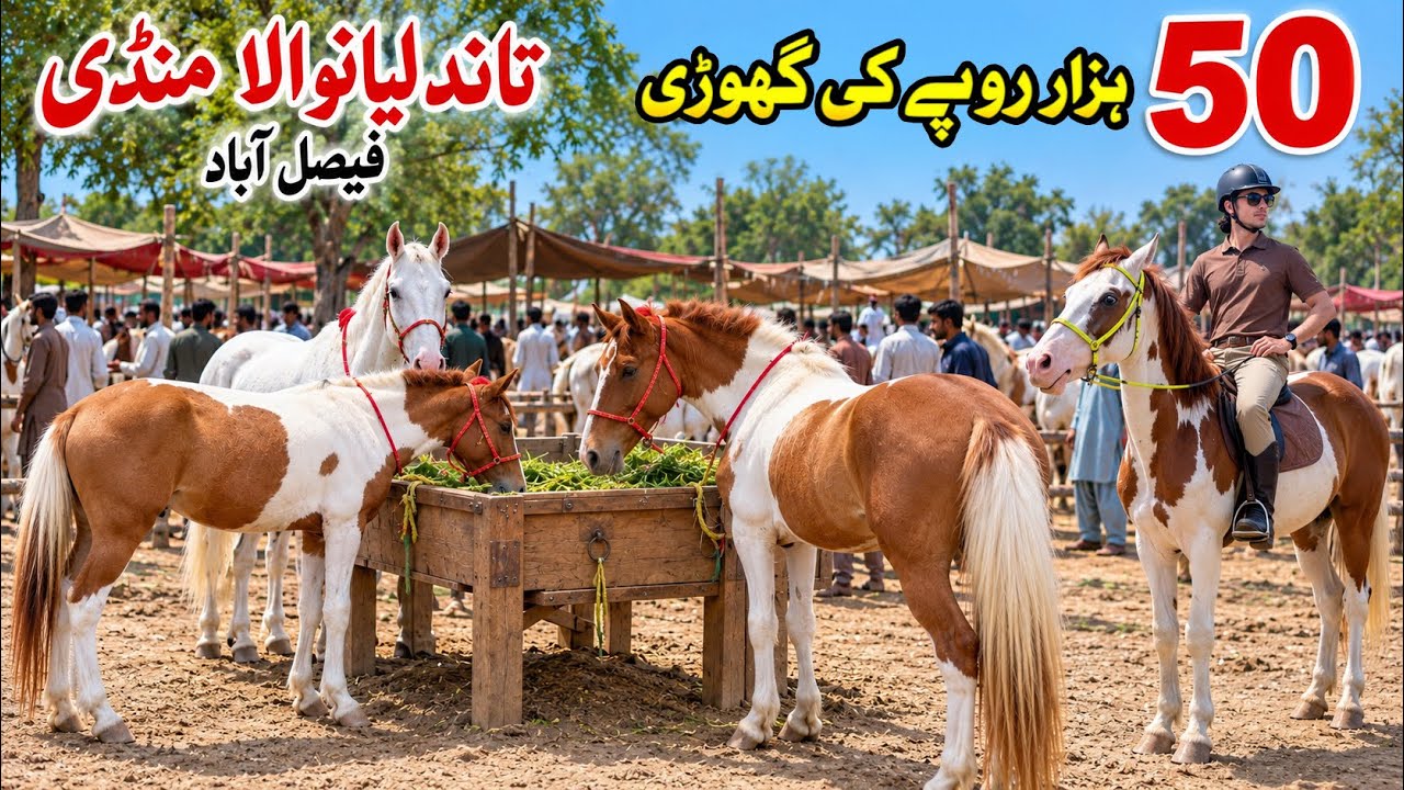Horse Mandi Tandlianwala Faisalabad | Horse For Sale In Pakistan 2025