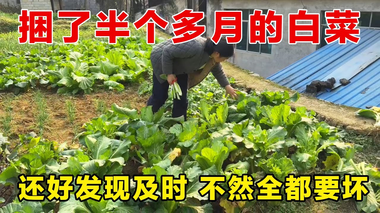 捆了半个多月的白菜，还好发现及时，不然就全坏地里了