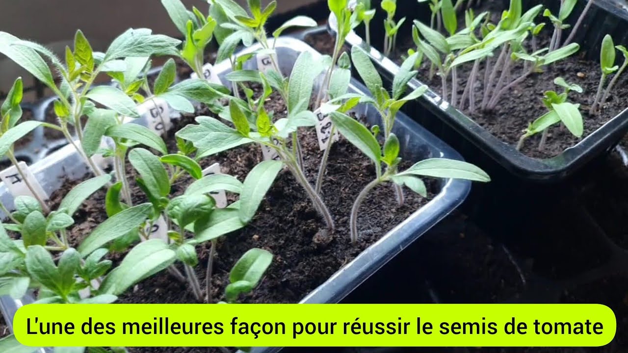 Comment réussir le semis de tomate étape par étape ? 2025
