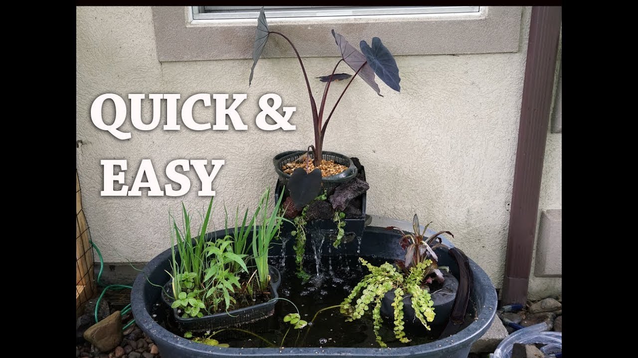 Patio Pond on a Budget Part 3- Planting