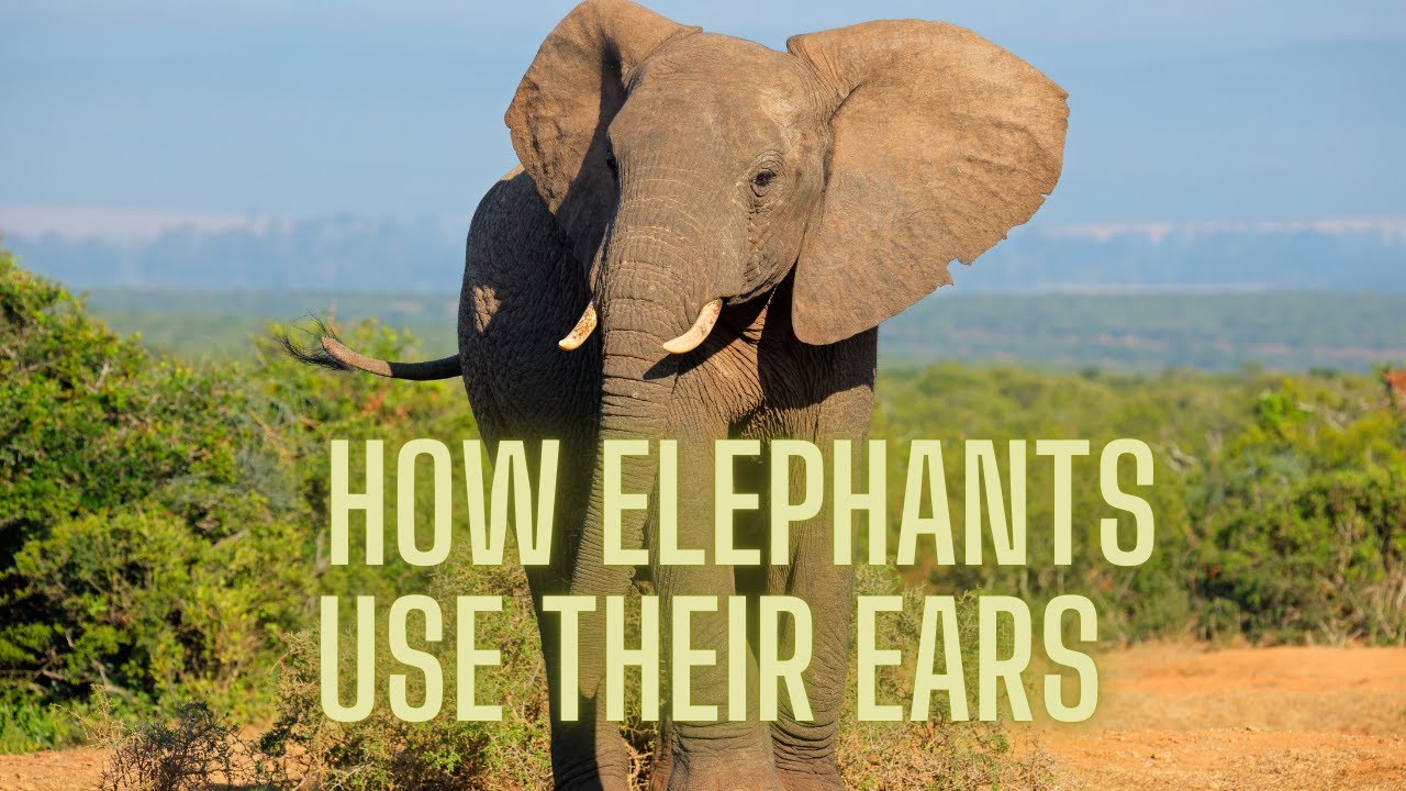 How Elephants Use Their Ears to Stay Cool