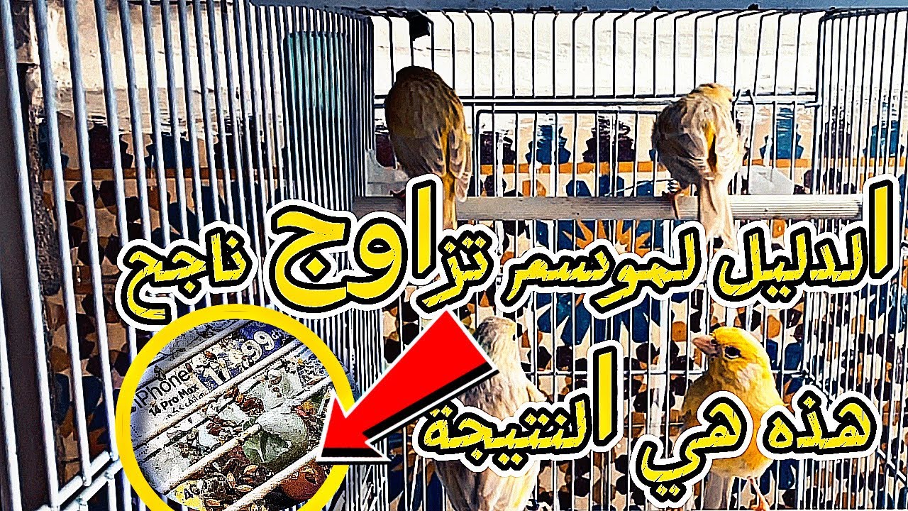 ماذا يحتاج الكناري في مرحلة الراحة؟ بعد غيار الريش