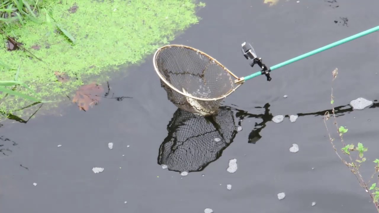 Elektrobefischung Aue Oker Kanal
