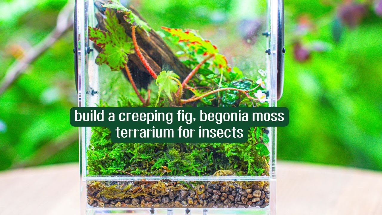 build a creeping fig, begonia moss terrarium for insects