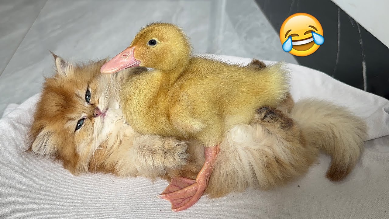 The kitten hugs the duckling to sleep, afraid that the duckling will run away! cute animal videos😆