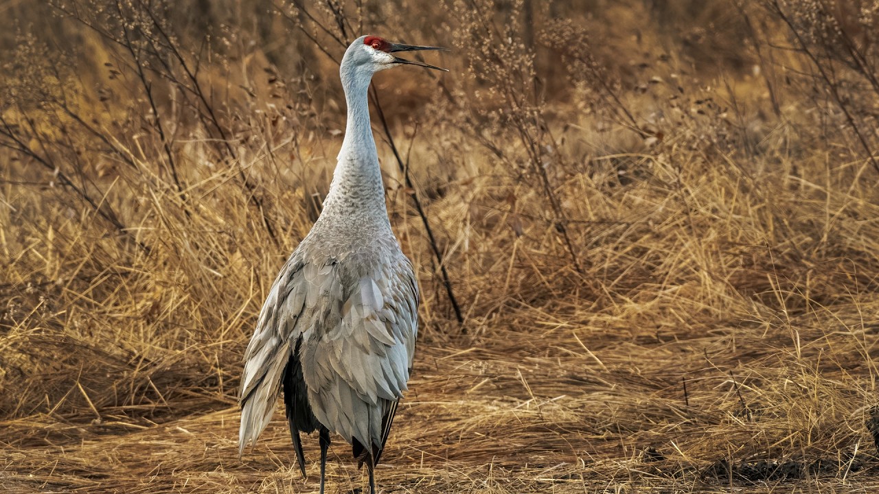 Sandhill Crane, “solo” with calls…