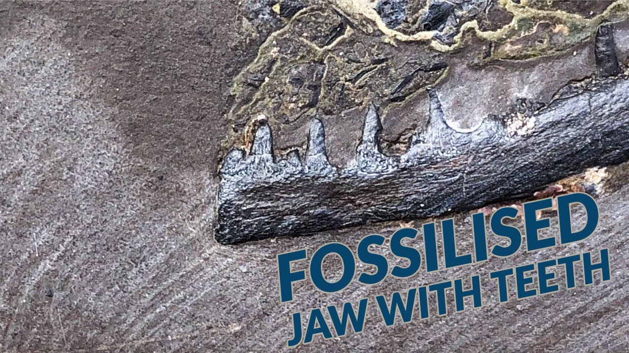 Fish Jaws! 190 Million Years Old