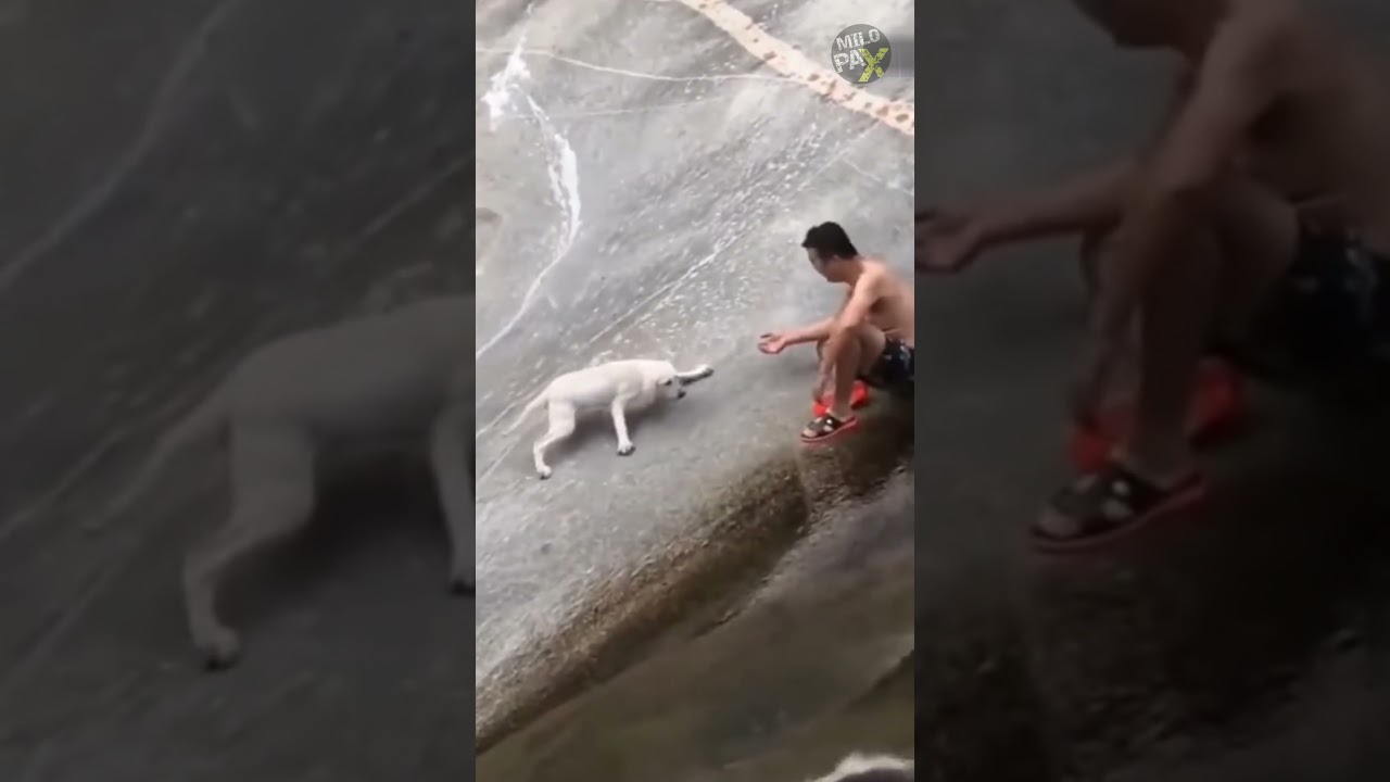 What Happened to This Puppy Will Melt You ❤️🐾