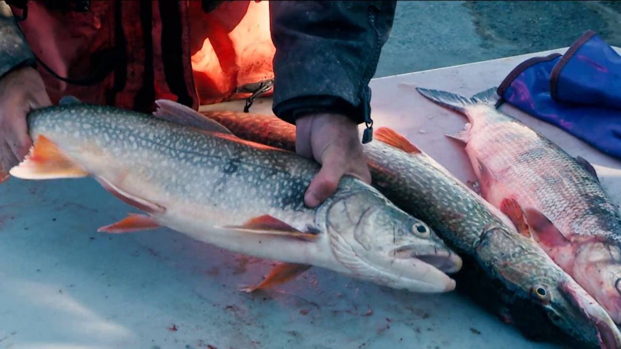 Processing Fish Samples Educational Video
