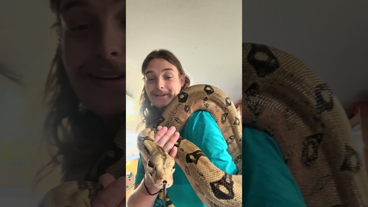 Meet 2 Big Boas!
