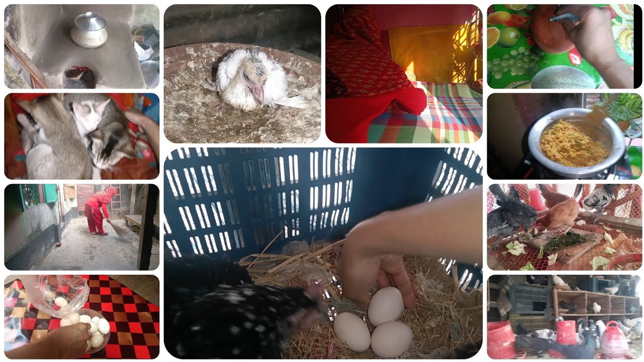 আজ ডিম বিক্রি করে কত টাকা পেলাম। How much money did I earn by selling eggs today?