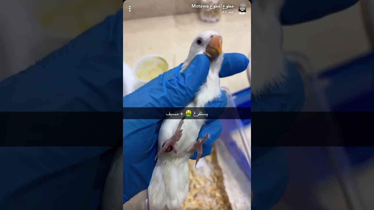 ببغاء روز يستفرغ 🤮 ولاهو مريض وش السبب تنصدم