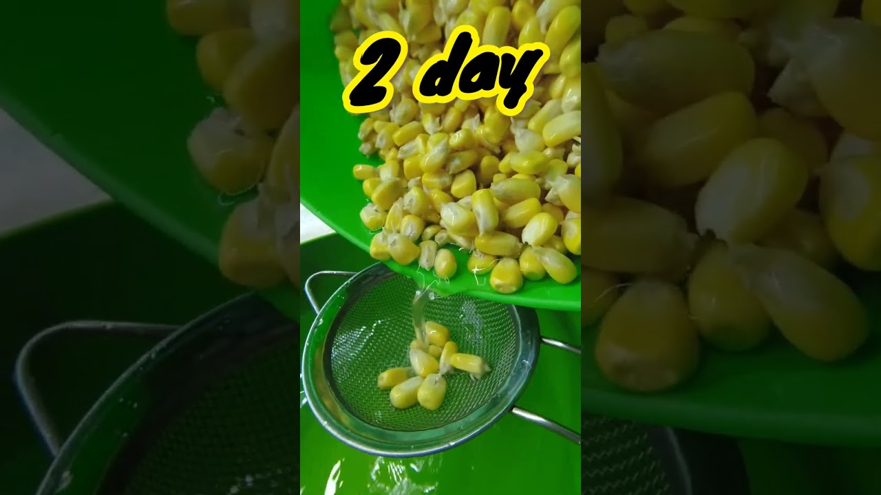Grow Corn Microgreen - Day 2 #microgreens #corn #gardening #plants
