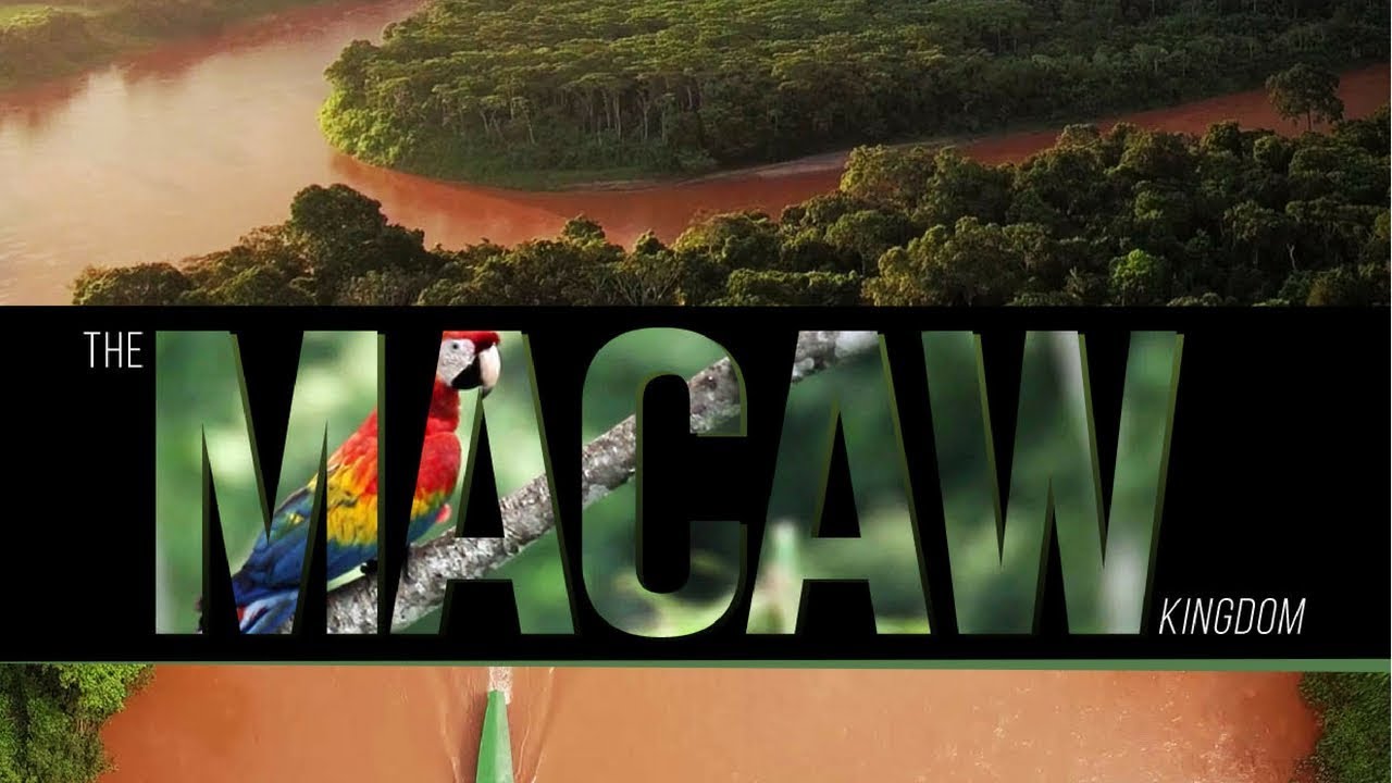 The Macaw Kingdom | Official Trailer