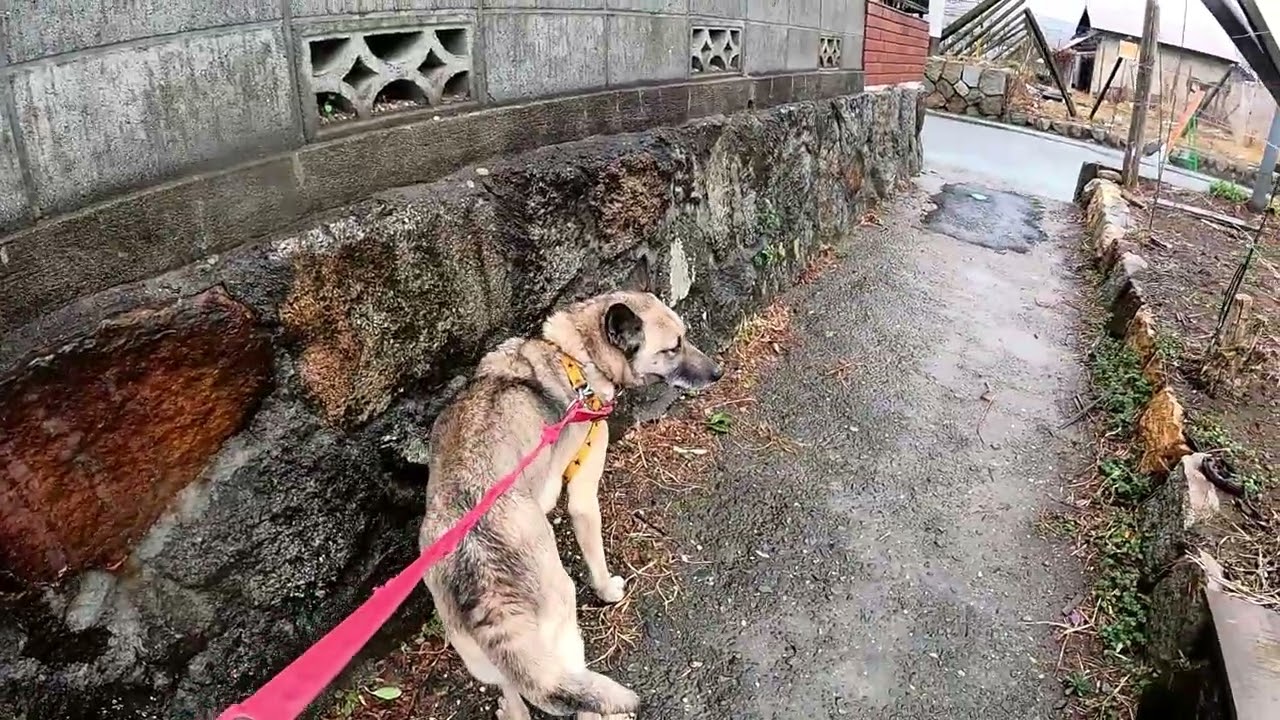 ぶどう畑を回る　ロングバージョン　2,026年2月25日　久しぶりに雨の朝　恵みの雨　今日も元気に畑を回る