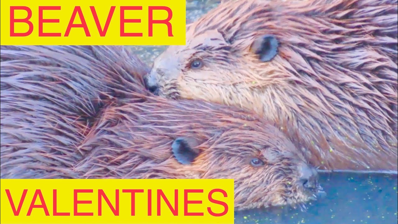 A BEAVER Valentine:  Adorable Beavers Mate For Life