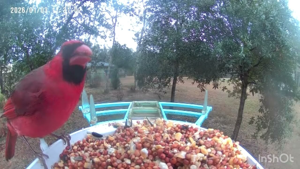 Cold dreary rainy semi blustery day to the red cardinals 
