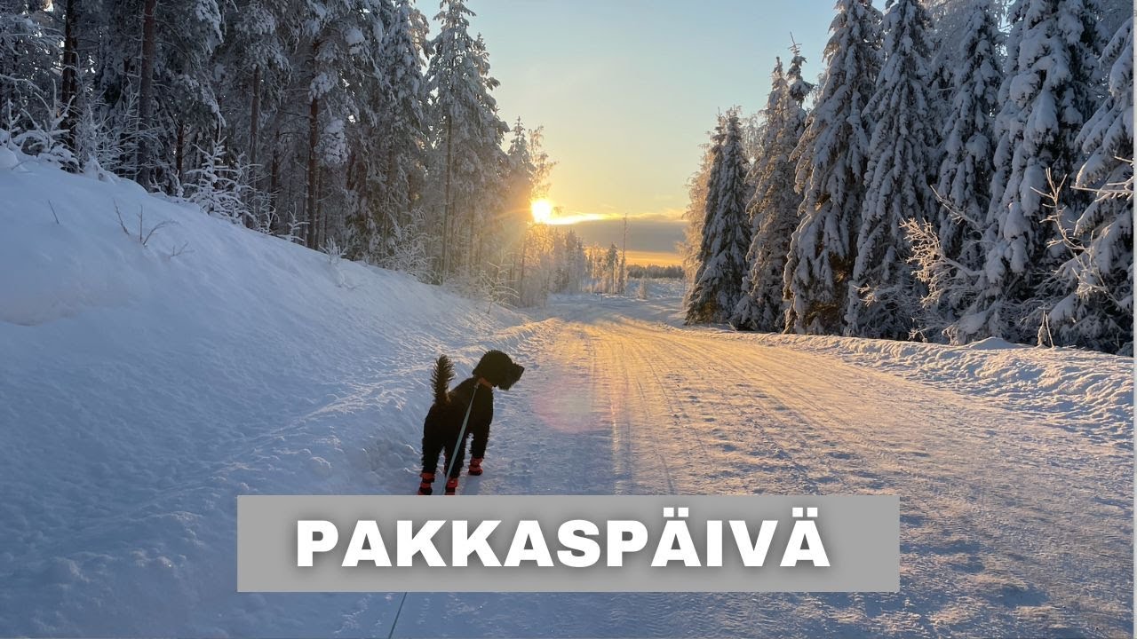 Pakkaspäivä | Ruisruutuja, porkkanasämpylöitä ja ruokabudjettia