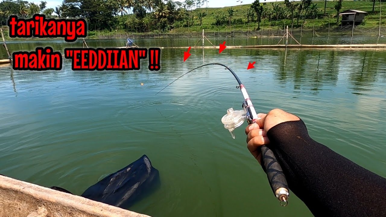 TARIKANNYA MAKIN NGERI‼️ROCKET KERAMBA SUDAH SEMAKIN BESAR || mancing ikan bandeng keramba