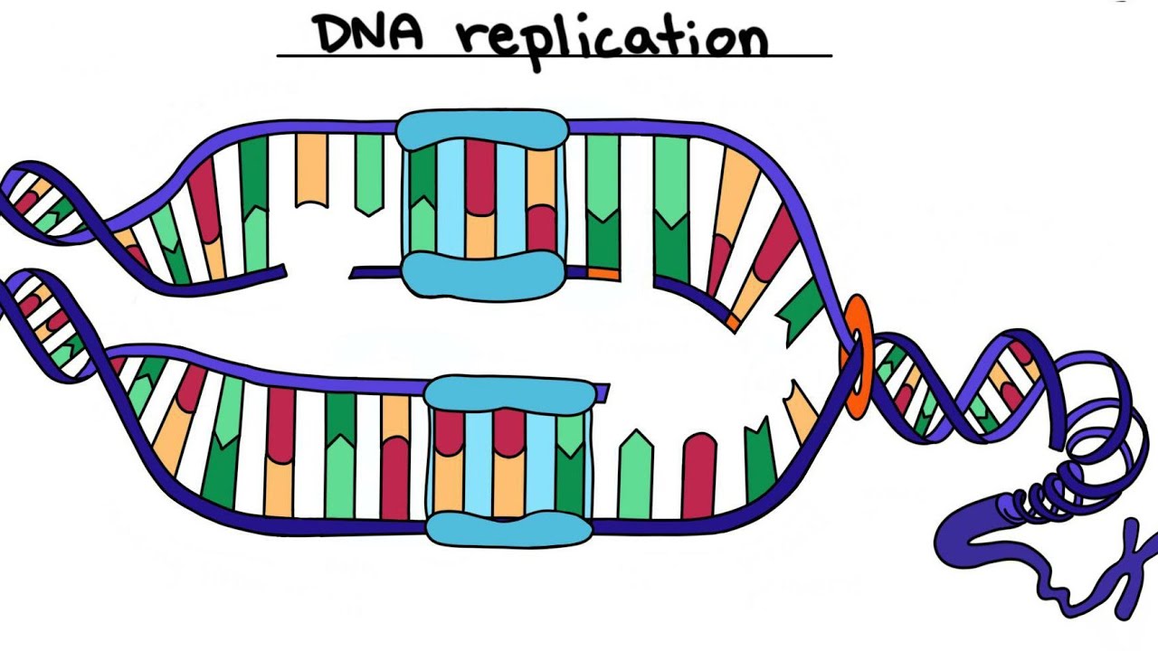 DNA Replication in Eukaryotic Cells (Complete Process from Origin to Telomeres) #dnareplication 