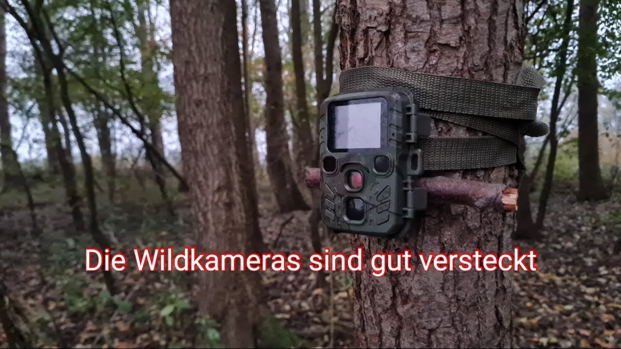 Aufnahmen mit der Wildkamera 📷