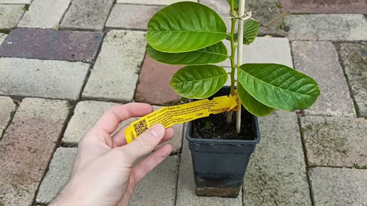 Showcasing 2 New Rare and Exotic Fruit Plants!