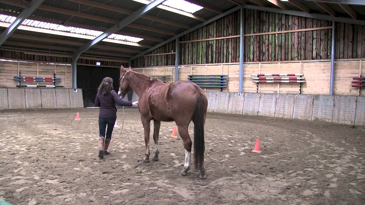 [PaardencoachTips] Is mijn paard geschikt als coachpaard?