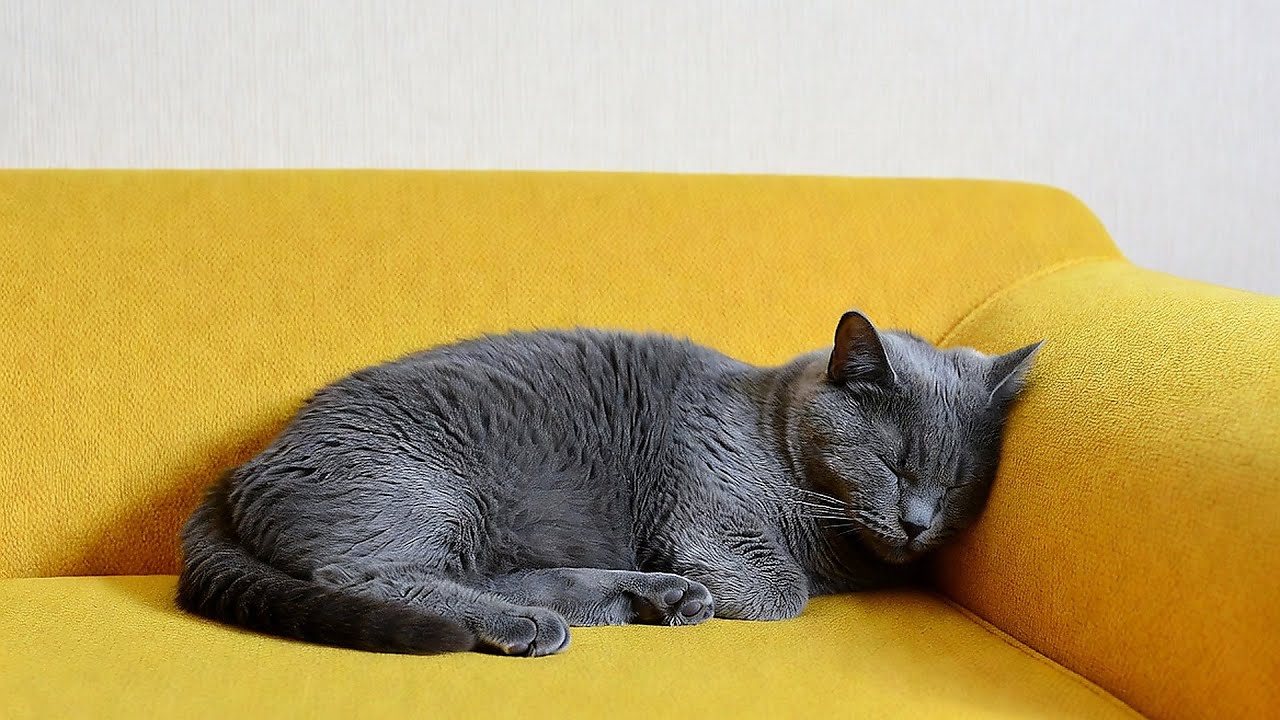 LIVE Fluffy Cat Nap Stream for Stress Relief 💤 | Season 14