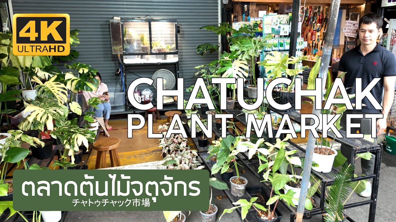 ตลาดต้นไม้จตุจักร 11 ธันวาคม 2568 Chatuchak Plant Market December 11th, 2025 チャトゥチャック市場 バンコク タイ