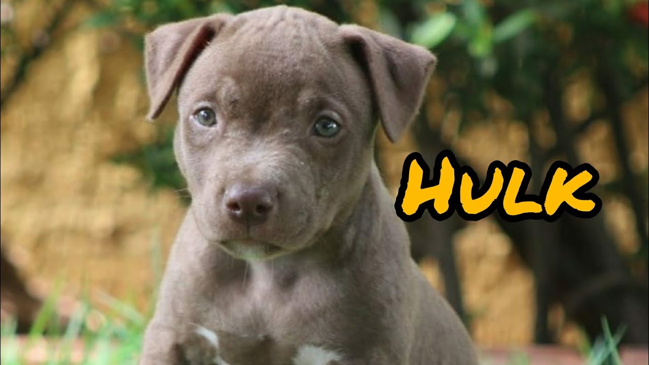 Desenvolvimento de um Pitbull (Hulk)