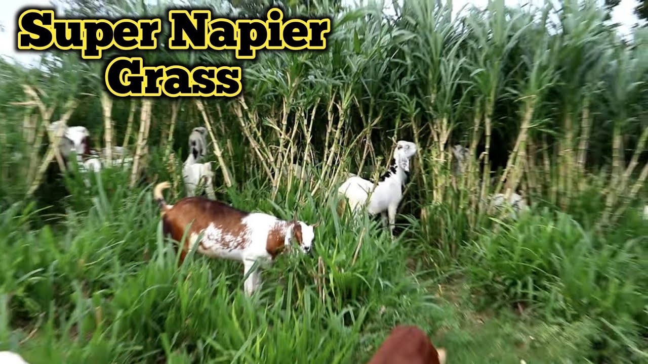 Super Napier Low Cost Feed