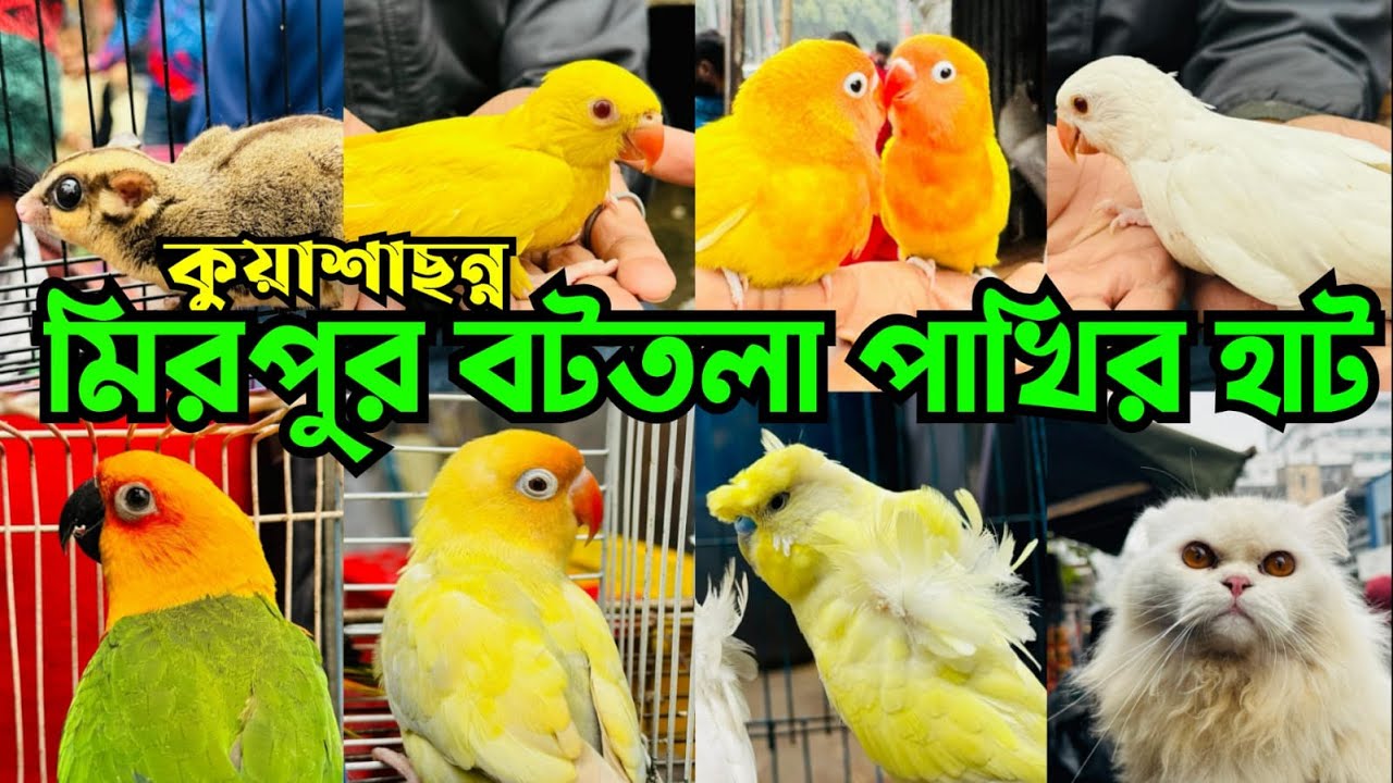 কুয়াশাছন্ন বটতলা পাখির হাট | Bottola Pakhir Hat | Mirpur 13 Pakhir Hat #viral @MurshedPets