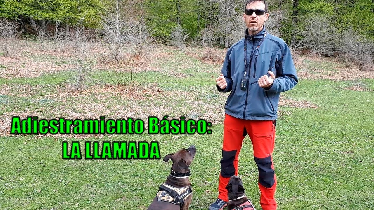 Adiestramiento Canino para Dummies: La Llamada